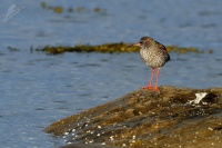 Vodous rudonohy - Tringa totanus - Common Redshank 1656